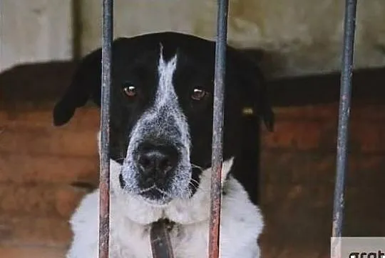 Wspaniały psiak poleca się do adopcji daj mu cudowny domek, Małopolskie, Kraków