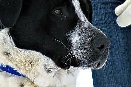 Wspaniały psiak poleca się do adopcji daj mu cudowny domek, Małopolskie, Kraków