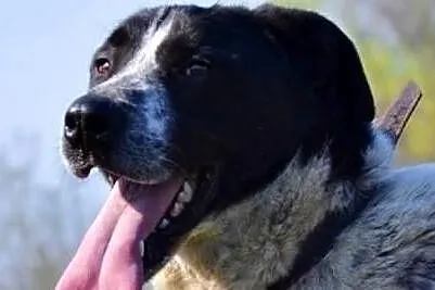 Wspaniały psiak poleca się do adopcji daj mu cudowny domek, Małopolskie, Kraków