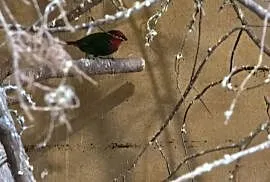 Papuziki czerwonolice para legowa , Tarnów