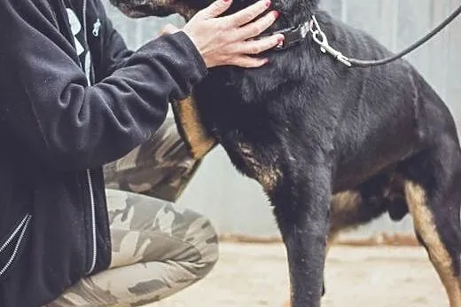 Ares - cudny, kochany pies po przejściach ,  dolno