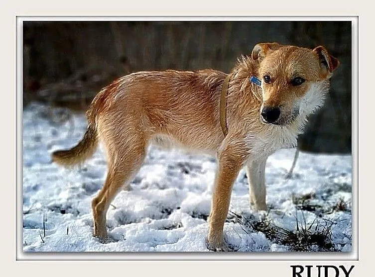 Młody,1,5 roczny,średni,łagodny,towarzyski,aktywny,zaszczepiony pies RUDY.Adopcja., Łódzkie, Łódź