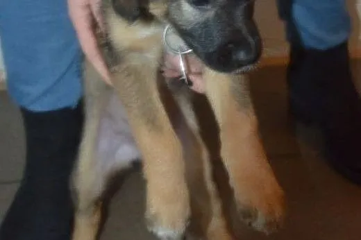 Lalka, 4 miesięczna sunia SZCZENIAK szuka domu,  K