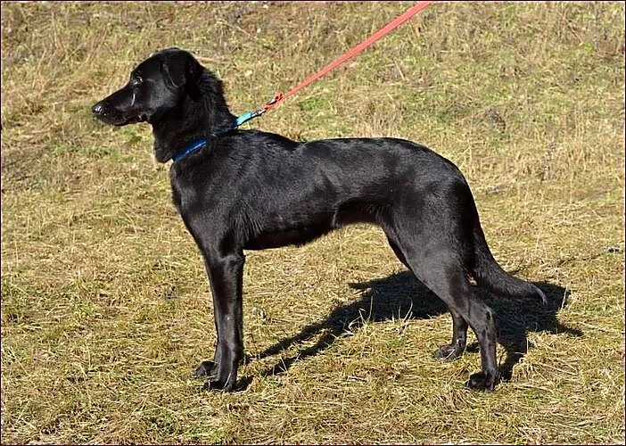 Nutka - ma odrobinkę z czarnego labradora :)