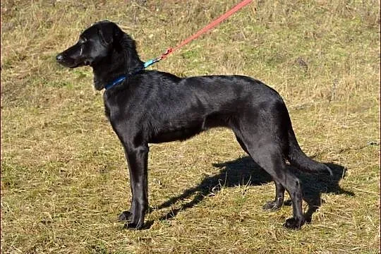Nutka - ma odrobinkę z czarnego labradora :)