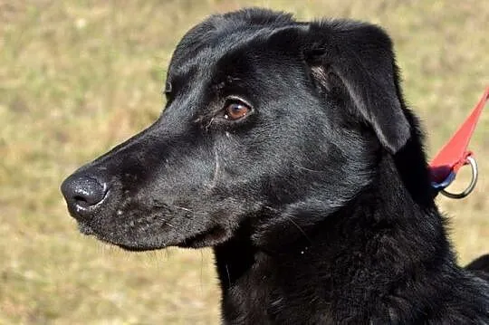 Nutka - ma odrobinkę z czarnego labradora :)