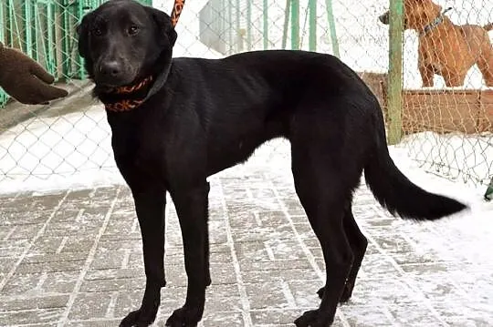 Nutka - ma odrobinkę z czarnego labradora :)