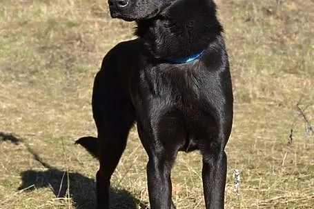 Nutka - ma odrobinkę z czarnego labradora :)