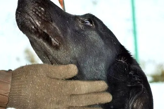Nutka - ma odrobinkę z czarnego labradora :)