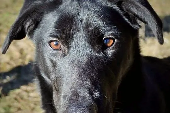 Nutka - ma odrobinkę z czarnego labradora :)