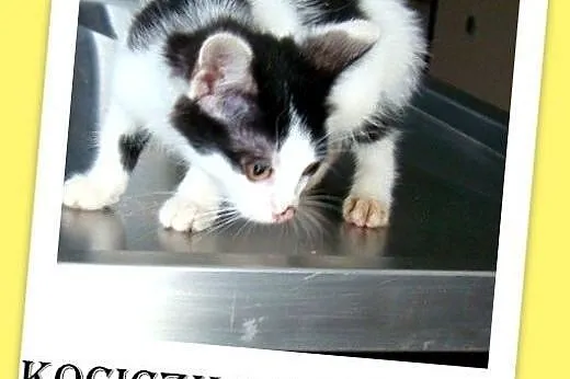 9 tyg.kociczka biało-czarna,kuwetkowa,rozmruczana.ADOPCJA,  dolnośląskie Wrocław