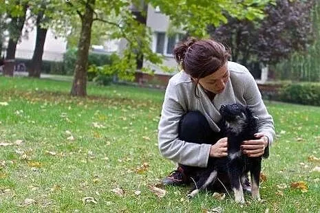 SUE śliczna kuleczka PILNIE potrzebuje domku,  maz
