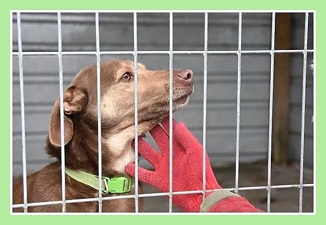Młody,bardzo łagodny,tulaśny,towarzyski,przyjazny psiak WIKTOR.Adopcja., , Wrocław