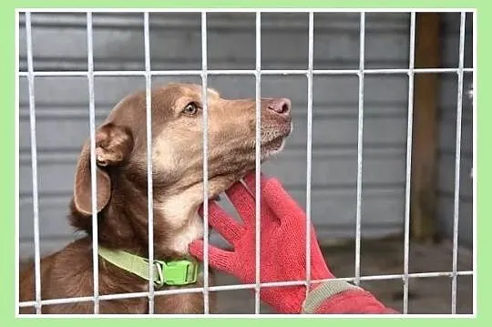 Młody,bardzo łagodny,tulaśny,towarzyski,przyjazny psiak WIKTOR.Adopcja., , Wrocław