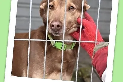 Młody,bardzo łagodny,tulaśny,towarzyski,przyjazny psiak WIKTOR.Adopcja., , Wrocław