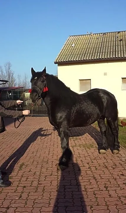 Sprzedam konia