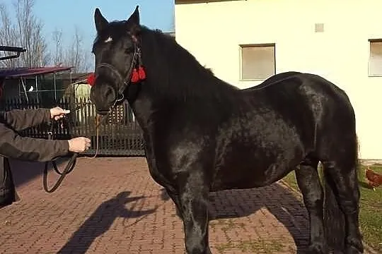 Sprzedam konia