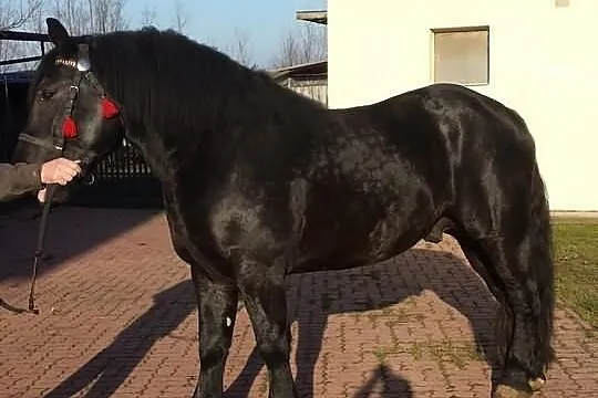 Sprzedam konia