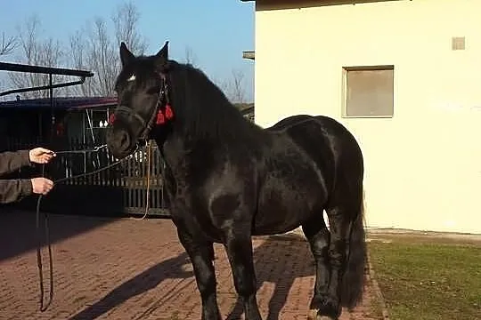 Sprzedam konia