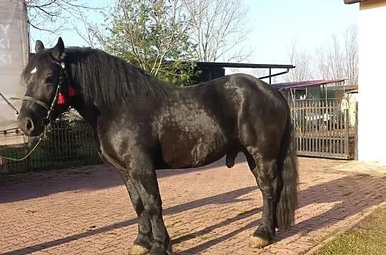 Sprzedam konia