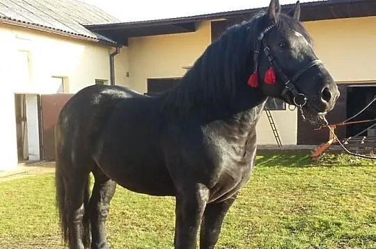 Sprzedam konia