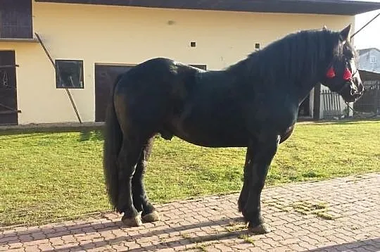 Sprzedam konia
