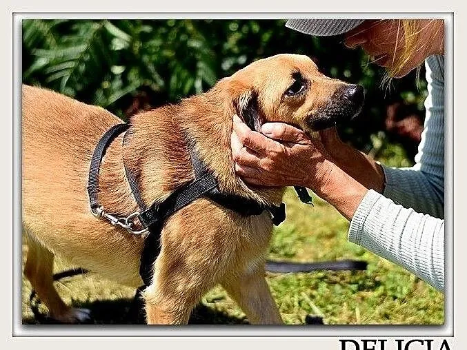 Radosna,kontaktowa,łagodna,sterylizowana,średnia sunia DELICJA.Adopcja., Mazowieckie, Warszawa