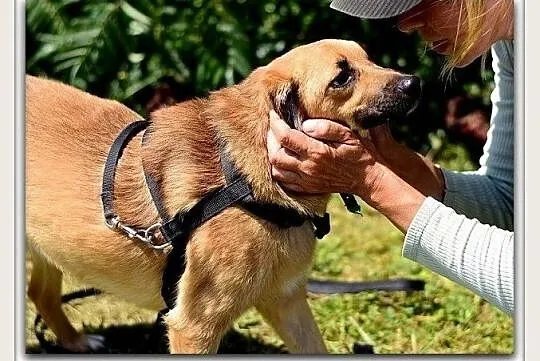 Radosna,kontaktowa,łagodna,sterylizowana,średnia sunia DELICJA.Adopcja., Mazowieckie, Warszawa