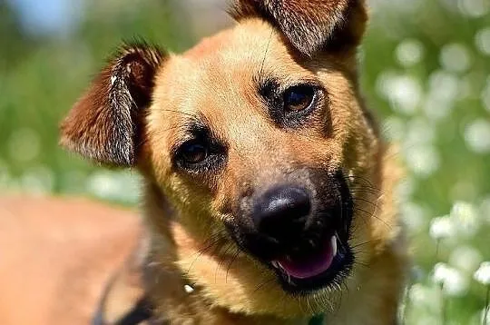 Radosna,kontaktowa,łagodna,sterylizowana,średnia sunia DELICJA.Adopcja., Mazowieckie, Warszawa