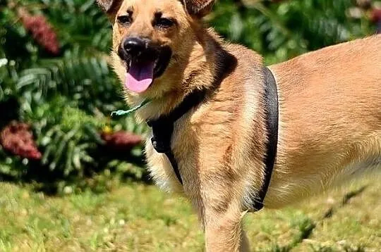Radosna,kontaktowa,łagodna,sterylizowana,średnia sunia DELICJA.Adopcja., Mazowieckie, Warszawa