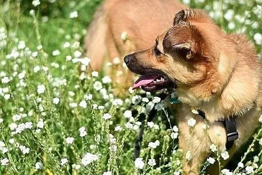 Radosna,kontaktowa,łagodna,sterylizowana,średnia sunia DELICJA.Adopcja., Mazowieckie, Warszawa