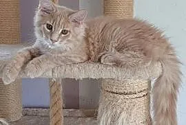 Kocurek Maine coon