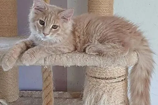Kocurek Maine coon