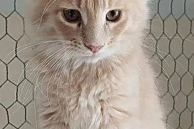 Kocurek Maine coon, Kujawsko-pomorskie, Kowalewo Pomorskie