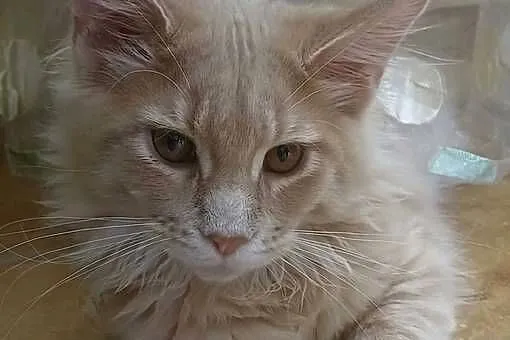 Kocurek Maine coon, Kujawsko-pomorskie, Kowalewo Pomorskie