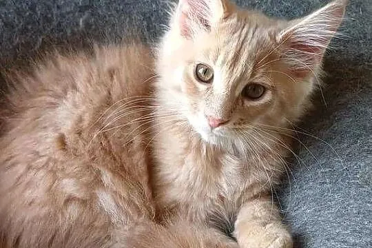 Kocurek Maine coon, Kujawsko-pomorskie, Kowalewo Pomorskie