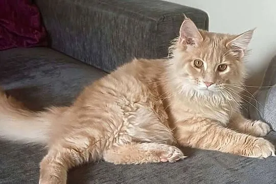 Kocurek Maine coon, Kujawsko-pomorskie, Kowalewo Pomorskie
