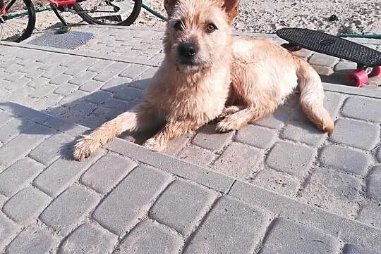 Młodziuteńka sunia potrzebuje wspaniałego domku na jaki zasługuje, , Bydgoszcz
