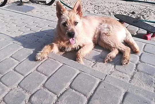 Młodziuteńka sunia potrzebuje wspaniałego domku na jaki zasługuje, , Bydgoszcz