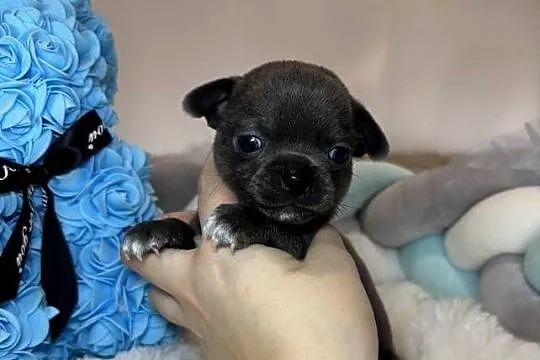 Chihuahua piesek krótkowłosy niebieski Blue badania DNA
