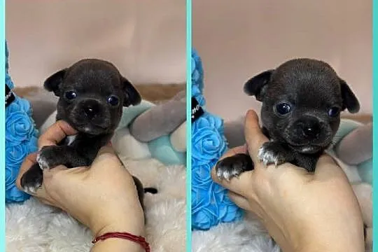 Chihuahua piesek krótkowłosy niebieski Blue badania DNA, Łódzkie, Bełchatów