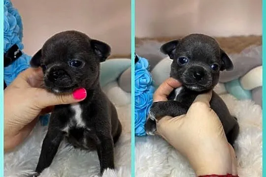 Chihuahua piesek krótkowłosy niebieski Blue badania DNA, Łódzkie, Bełchatów