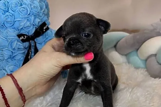 Chihuahua piesek krótkowłosy niebieski Blue badania DNA, Łódzkie, Bełchatów
