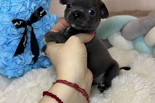 Chihuahua piesek krótkowłosy niebieski Blue badania DNA, Łódzkie, Bełchatów