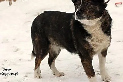 Frodo - spokojny pręgusek,  mazowieckie Nowy Dwór 