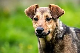 LIMONKA - cudna od pyszczka do ogonka! Komu, bo szuka domu?..., łódzkie Łódź