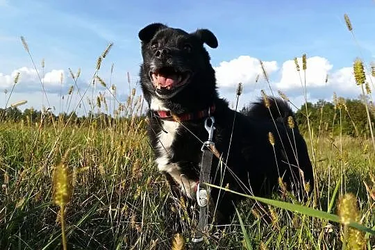 Zgryzek, Zgryzio, Zgryziolek - kto pokocha nasze maleńkie wesołe psisko? ADOPCJA!, Małopolskie, Kraków