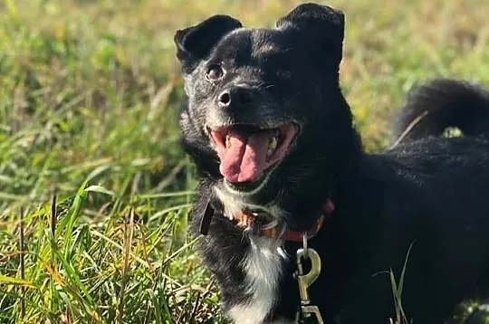 Zgryzek, Zgryzio, Zgryziolek - kto pokocha nasze maleńkie wesołe psisko? ADOPCJA!, Małopolskie, Kraków