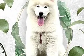 Samoyed