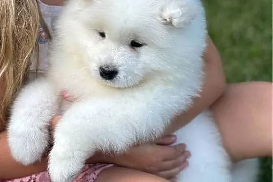 Samoyed, Lubuskie, Gorzów Wielkopolski